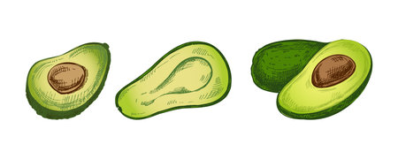 Hand-drawn colored avocado sketches set. Vintage drawing of ripe avocados. Vector black ink outline food illustration. Mexican food, cuisine, Latin America. Illustration for the menu.のイラスト素材