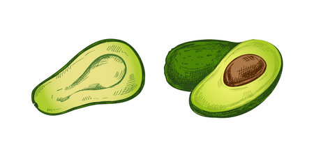 Hand-drawn colored avocado sketches set. Vintage drawing of ripe avocados. Vector black ink outline food illustration. Mexican food, cuisine, Latin America. Illustration for the menu.のイラスト素材