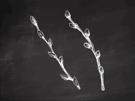 Hand drawn chalkboard style willow branches with buds for Easter and spring designのイラスト素材