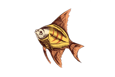 Tropical striped angelfish with yellow and orange fins in vintage sketch styleのイラスト素材