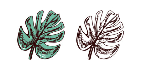 Hand-drawn tropical monstera leaf set in green and brown tones in vintage engraved styleのイラスト素材