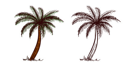 Hand-drawn tropical palm tree set in color and monochrome in vintage engraved styleのイラスト素材