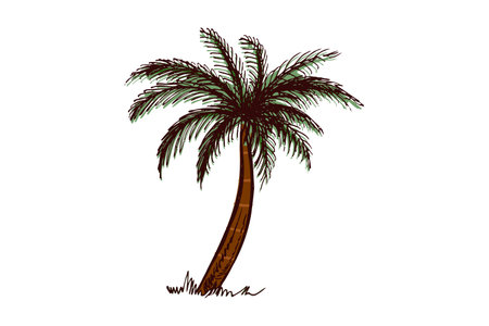 Hand-drawn tropical palm tree in brown and green in vintage engraved styleのイラスト素材