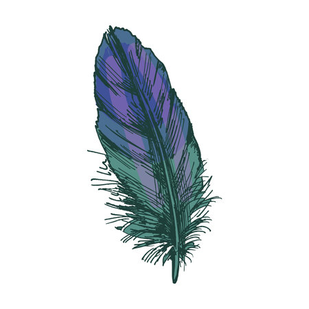 Hand drawn colored vintage sketch of detailed feather illustrationのイラスト素材