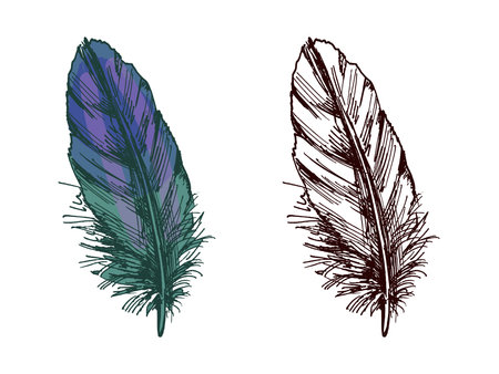 Hand drawn colored and monochrome vintage sketch of detailed feather illustrationのイラスト素材