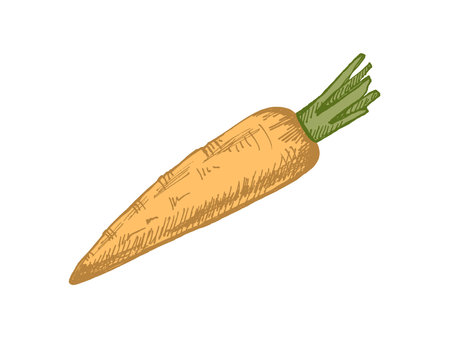 Hand drawn vintage sketch of a colored carrot with textureのイラスト素材