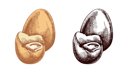 Hand drawn colored and black vintage sketch of an Easter egg with broken shellのイラスト素材