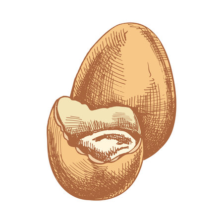 Hand drawn colored vintage sketch of an Easter egg with broken shellのイラスト素材