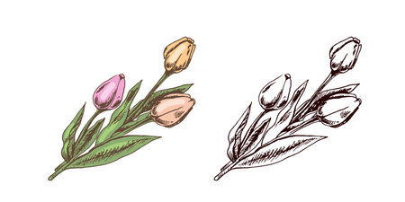 Hand-drawn vintage colored and black sketch of bouquet of tulips. Easter Holiday. Vector illustration. Flowers. Drawing isolated on white background. Vintage element.のイラスト素材