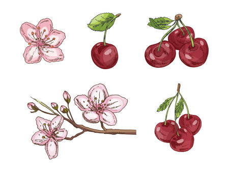 Vector set of hand drawn cherry berries and flowers in vintage sketch style. Includes ripe cherries, blooming flowers and branches. Ideal for packaging, botanical designs and summer decorations.のイラスト素材
