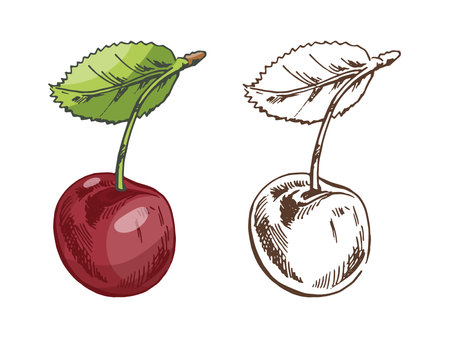 Set of hand drawn cherry fruit with leaf in vintage sketch style. Includes colored and monochrome versions. Isolated vector illustration for food design, labels, cards, and packaging.のイラスト素材