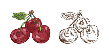 Set of hand drawn cherry fruits with leaf in vintage sketch style. Includes colored and monochrome versions. Isolated vector illustration for food design, labels, cards, and packaging.のイラスト素材
