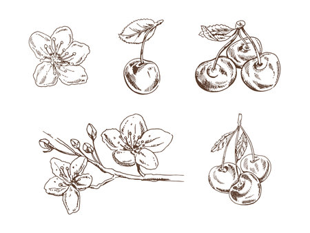 Monochrome hand drawn set of cherry berries, blooming flowers and branches in vintage style. Engraving-inspired illustration perfect for packaging, design, labels, decor, and botanical themes.のイラスト素材
