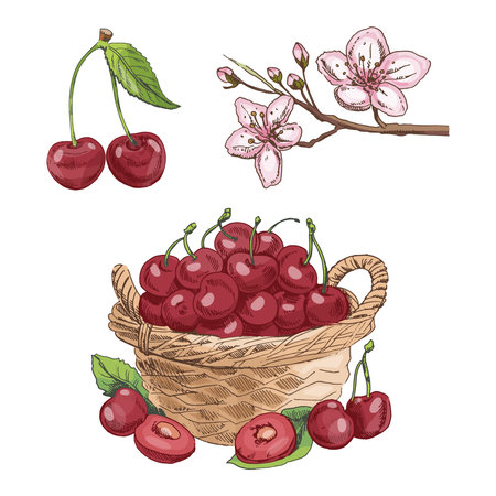 Color vintage set of cherry fruit, spring flower, and full wicker basket. Hand drawn food illustration in retro engraved style. Perfect for labels, menus, packaging, and summer decor.のイラスト素材