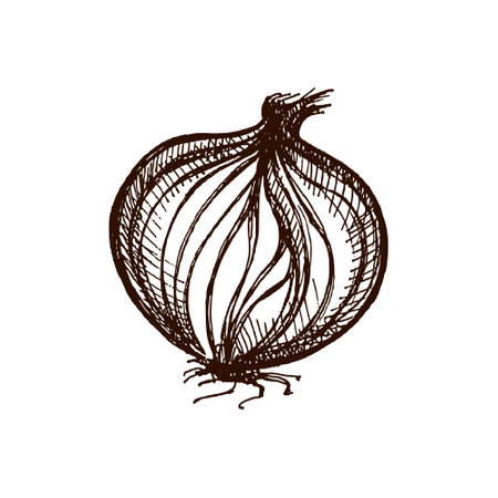 Vector illustration of a hand drawn onion bulb with visible peeled layers. Vintage engraved style, perfect for food design, farm market, recipes and botanical projects. Isolated on white background.のイラスト素材