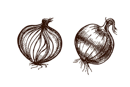 Detailed hand drawn illustration of a whole onion and a sliced onion bulb in engraving vintage style. Perfect for food packaging, recipe books, kitchen design and farm market projects.のイラスト素材