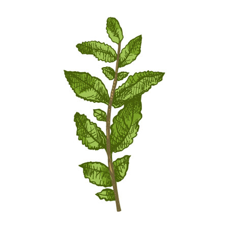 Hand drawn vintage colored sketch of a mint sprig with textured leaves, isolated vector illustration. Rustic culinary herb element perfect for kitchen, botanical or organic design themes.のイラスト素材