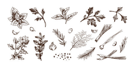 Set of hand drawn vintage style sketches featuring culinary herbs, garlic cloves, peppercorns, rosemary, dill, parsley, mint, spring onion and basil. Isolated vector illustration in engraved style.のイラスト素材