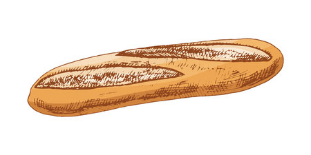Hand drawn vintage sketch of a classic French baguette in engraving style. Colored illustration with detailed texture and warm tones. Perfect for bakery branding, packaging, menu design, and culinary projects.のイラスト素材