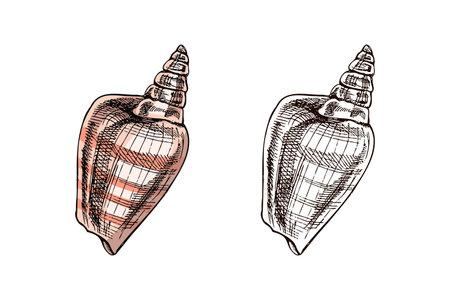Elongated spiral seashell with conical shape in vintage hand drawn style. Includes a soft pastel pink version and monochrome variant. Ideal for marine design and natural history projects.のイラスト素材