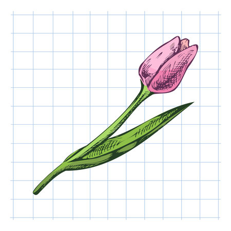 Colorful tulip flower with green leaves in vintage hand drawn style on squared notebook background. Great for stationery, spring designs, and educational materials.のイラスト素材