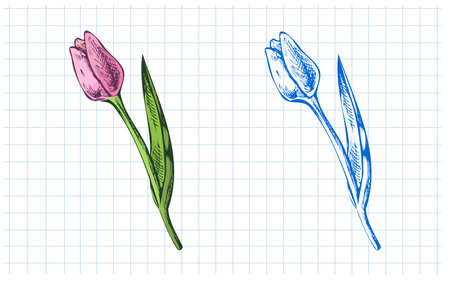 Tulip flower illustration in color and blue sketch style. Includes both versions on a squared paper background. Ideal for stationery, educational materials, and spring-themed design projects.のイラスト素材