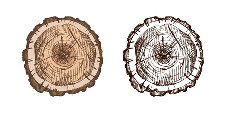 Detailed hand drawn vector illustration of wood log cross section with bark and annual rings. Includes both brown colored and monochrome version. Great for camping, nature, and forest themes.のイラスト素材
