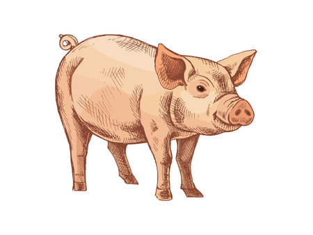 Cute farm pig in hand drawn vintage style with brown color palette. Perfect for packaging, food branding, educational materials, farm-themed designs, and children's illustrations.のイラスト素材