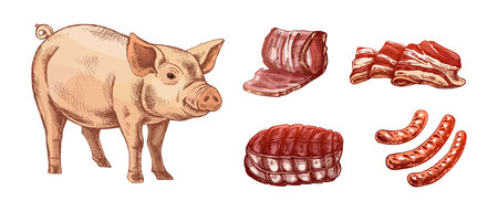 Color vintage style illustration with hand drawn pig and various pork cuts. Isolated on white background. Perfect for meat labels, farm branding, food packaging, butcher shop or menu design.のイラスト素材