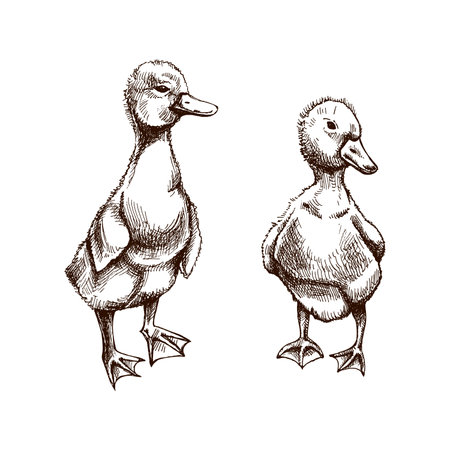 Monochrome hand drawn illustration of two ducklings, goslings in vintage rustic engraved style. Detailed young poultry bird sketches for farm, agriculture, countryside and rural design concepts.のイラスト素材