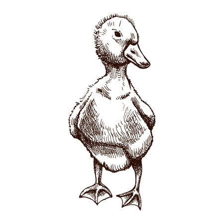 Monochrome hand drawn illustration of gosling, duckling in vintage rustic engraved style. Detailed poultry bird sketch for farm, agriculture, countryside and rural design concepts.のイラスト素材