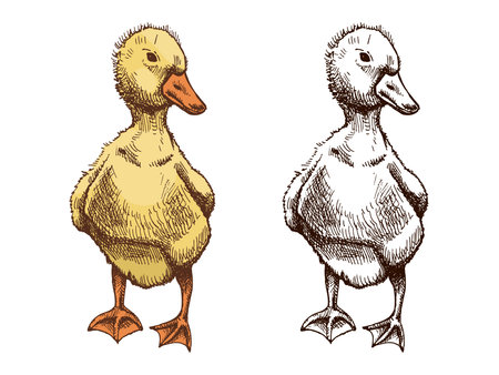 Set of hand drawn gosling or duckling in vintage rustic engraved style, colored and monochrome versions. Detailed young poultry bird sketches for farm, agriculture, countryside and rural concepts.のイラスト素材