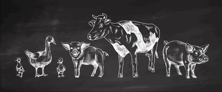 Monochrome hand drawn illustration of farm animals in vintage engraved style on chalkboard background. Includes two pigs, a cow, a duck and ducklings. Rustic livestock design for agriculture, farming and rural concepts.のイラスト素材