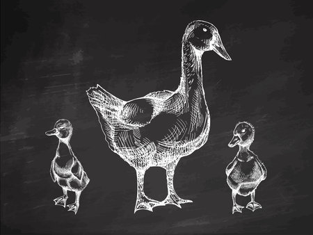 Monochrome hand drawn illustration of goose with two goslings in vintage rustic engraved style on chalkboard background. Detailed poultry bird sketches for farm, agriculture, countryside and rural design concepts.のイラスト素材