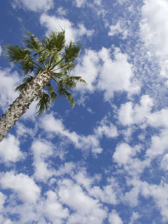 Tree and Skyの写真素材
