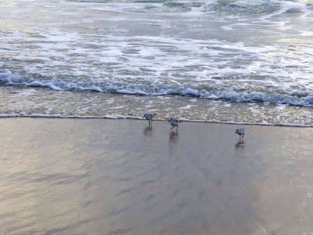 Beach and Birdsの写真素材