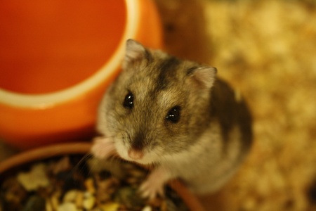 hamsterの写真素材