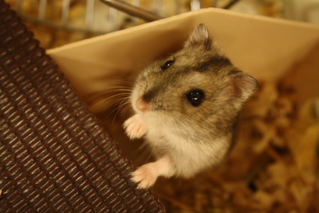 hamsterの写真素材