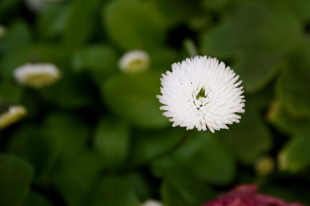 white flower