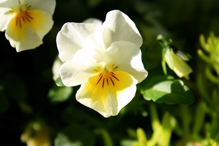 Yellow flowerの写真素材
