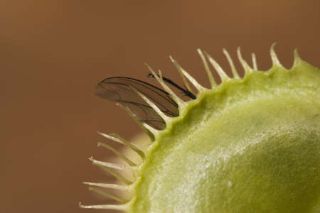 Macro shot of fly caught by venus fly trapの写真素材