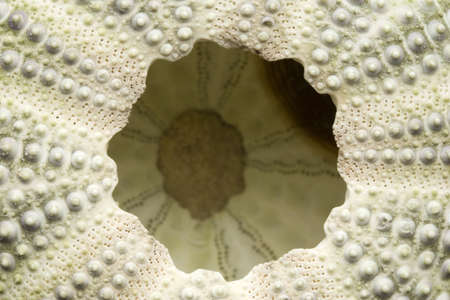 Detailed close up of the underside of a sea urchin.