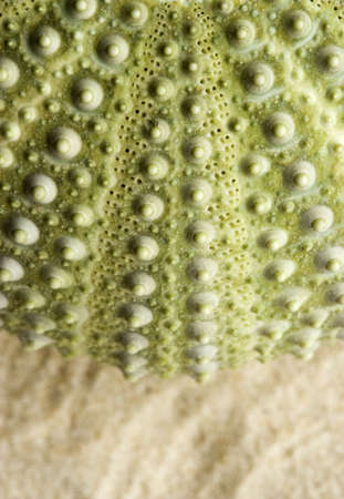 Macro of the outer wall of a green sea urchin on sand.の写真素材