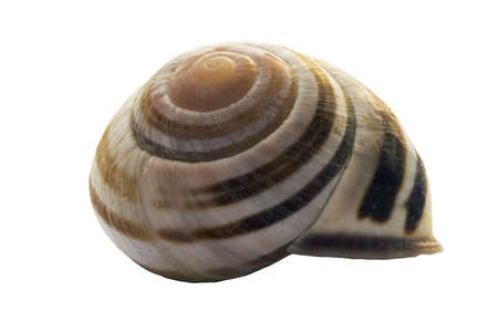 Close up of a seashell isolated on a white background.