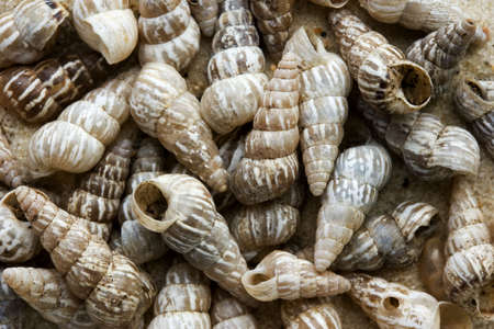 Seashells scattered on sand.の写真素材