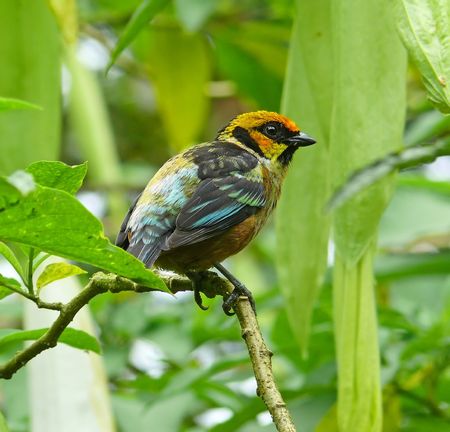 A Flame-faced tanager in the cloud forest, Ecuador.の写真素材