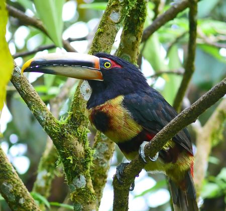 A Pale-mandibled aracari in the cloud forest, Ecuador.の写真素材