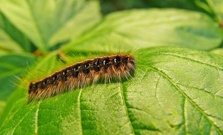 An Eastern Tent caterpillar photographed in woodland in Maryland.