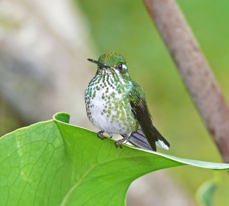 A delicate female Purple-Bibbed Whitetip hummingbird photographed in the cloud forest in Ecuador. These are quite difficult to spot in the wild. She is so small she can perch on the end of a curled leaf.の写真素材