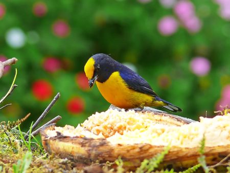 A beautiful Orange-Bellied Euphonia (bird) photographed in the cloud forest in Ecuador. This bird is...